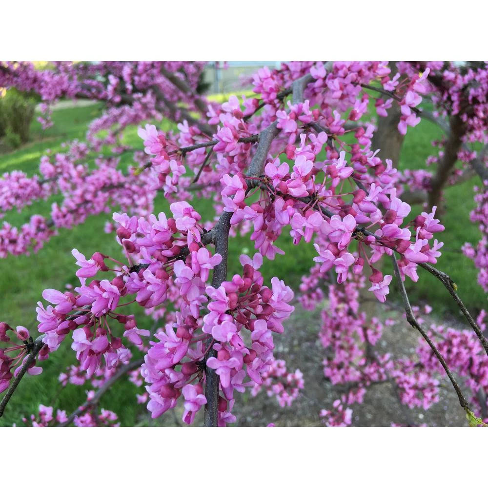 Pandy's Garden Center Redbud - Eastern Tree Form Nursery 3 Pandy's Garden Center Redbud - Eastern Tree Form Nursery