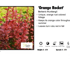 Lake County Nursery Barberry - Orange Rocket