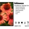 Pandy's Garden Center Echinacea 'Orange Sunset' Perennials