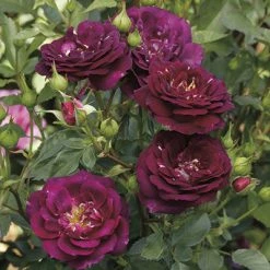 Weeks Roses Rose - Outta The Blue Magenta Lavender Blue