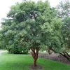 Pandy's Garden Center Nursery Maple - Paperbark