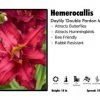 Pandy's Garden Center Perennials Hemerocallis ‘Double Pardon Me’ Daylily