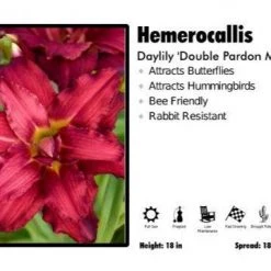 Pandy's Garden Center Perennials Hemerocallis ‘Double Pardon Me’ Daylily