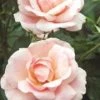 Pandy's Garden Center Nursery Rose - Peachy Knockout