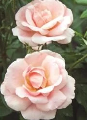 Pandy's Garden Center Nursery Rose - Peachy Knockout