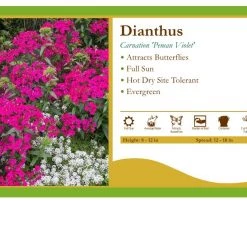 Pandy's Garden Center Dianthus 'Peman Violet' Carnation