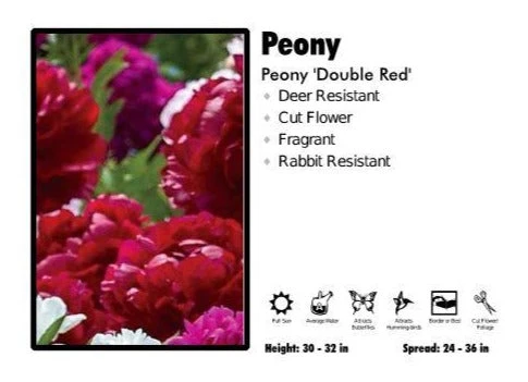 Pandy's Garden Center Peony ‘Double Red’ Peony Perennials 3 Pandy's Garden Center Peony ‘Double Red’ Peony Perennials