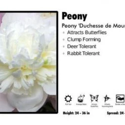 Pandy's Garden Center Perennials Peony ‘Duchesse De Nemours’ Peony