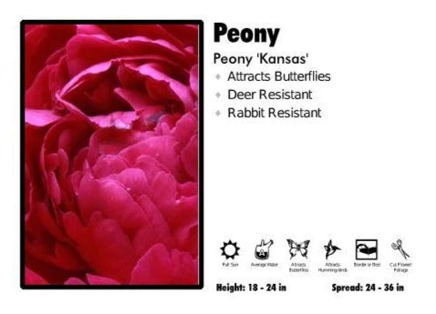 Pandy's Garden Center Peony ‘Kansas’ Peony Perennials 3 Pandy's Garden Center Peony ‘Kansas’ Peony Perennials