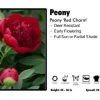 Pandy's Garden Center Perennials Peony ‘Red Charm’ Peony