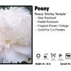 Pandy's Garden Center Perennials Peony ‘Shirley Temple’ Peony