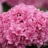 Pandy's Garden Center Nursery Hydrangea Perfection