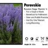 Pandy's Garden Center Perovskia ‘Denim N Lace’ Russian Sage Perennials