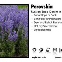 Pandy's Garden Center Perovskia ‘Denim N Lace’ Russian Sage Perennials
