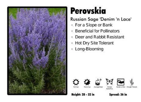 Pandy's Garden Center Perovskia ‘Denim N Lace’ Russian Sage Perennials 3 Pandy's Garden Center Perovskia ‘Denim N Lace’ Russian Sage Perennials