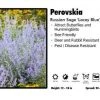 Pandy's Garden Center Perovskia ‘Lacey Blue’ Russian Sage 1 Pandy's Garden Center Perovskia ‘Lacey Blue’ Russian Sage