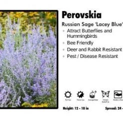 Pandy's Garden Center Perovskia ‘Lacey Blue’ Russian Sage