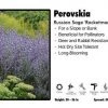 Pandy's Garden Center Perennials Perovskia ‘Rocketman’ Russian Sage