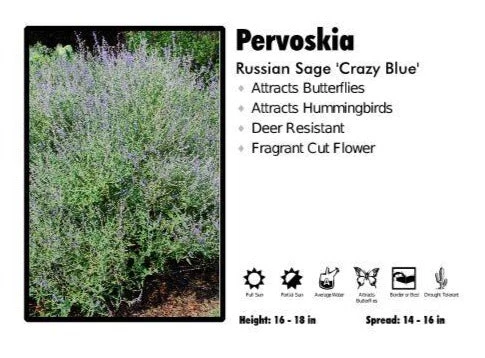 Pandy's Garden Center Perennials Pervoskia 'Crazy Blue’ Russian Sage 3 Pandy's Garden Center Perennials Pervoskia 'Crazy Blue’ Russian Sage