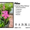 Pandy's Garden Center Phlox ‘Britney’ Phlox Creeping 2 Pandy's Garden Center Phlox ‘Britney’ Phlox Creeping