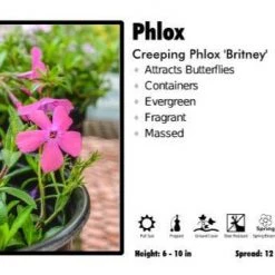 Pandy's Garden Center Phlox ‘Britney’ Phlox Creeping