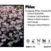 Pandy's Garden Center Perennials Phlox ‘Candy Stripe’ Creeping Phlox
