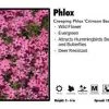 Pandy's Garden Center Phlox ‘Crimson Beauty’ Creeping Phlox 1 Pandy's Garden Center Phlox ‘Crimson Beauty’ Creeping Phlox