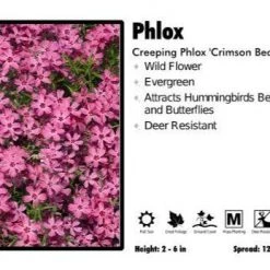 Pandy's Garden Center Phlox ‘Crimson Beauty’ Creeping Phlox