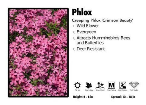 Pandy's Garden Center Phlox ‘Crimson Beauty’ Creeping Phlox 3 Pandy's Garden Center Phlox ‘Crimson Beauty’ Creeping Phlox