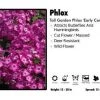 Pandy's Garden Center Phlox ‘Early Cerise’ Tall Garden Phlox 1 Pandy's Garden Center Phlox ‘Early Cerise’ Tall Garden Phlox