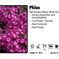 Pandy's Garden Center Phlox ‘Early Cerise’ Tall Garden Phlox