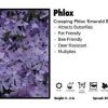 Pandy's Garden Center Phlox ‘Emerald Blue’ Creeping Phlox Perennials