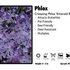 Pandy's Garden Center Phlox ‘Emerald Blue’ Creeping Phlox Perennials