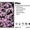 Pandy's Garden Center Phlox ‘Emerald Pink’ Creeping Phlox