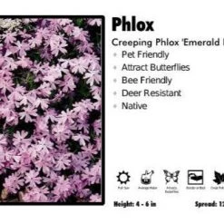 Pandy's Garden Center Phlox ‘Emerald Pink’ Creeping Phlox