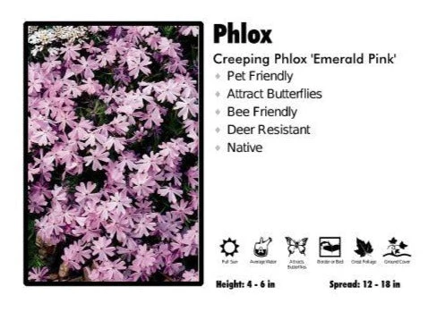 Pandy's Garden Center Phlox ‘Emerald Pink’ Creeping Phlox 3 Pandy's Garden Center Phlox ‘Emerald Pink’ Creeping Phlox