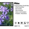 Pandy's Garden Center Phlox ‘Purple Beauty’ Creeping Phlox Perennials