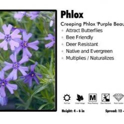 Pandy's Garden Center Phlox ‘Purple Beauty’ Creeping Phlox Perennials