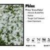 Pandy's Garden Center Perennials Phlox 'Snowflake' Phlox