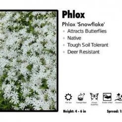 Pandy's Garden Center Perennials Phlox 'Snowflake' Phlox