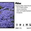Pandy's Garden Center Phlox ‘Violet Pinwheels’ Creeping Phlox