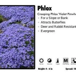 Pandy's Garden Center Phlox ‘Violet Pinwheels’ Creeping Phlox