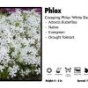 Pandy's Garden Center Phlox ‘White Delight’ Creeping Phlox