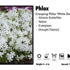 Pandy's Garden Center Phlox ‘White Delight’ Creeping Phlox