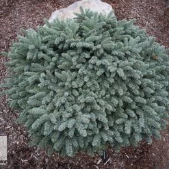 Pandy's Garden Center Spruce - Dwarf Waldbrunn Colorado Nursery