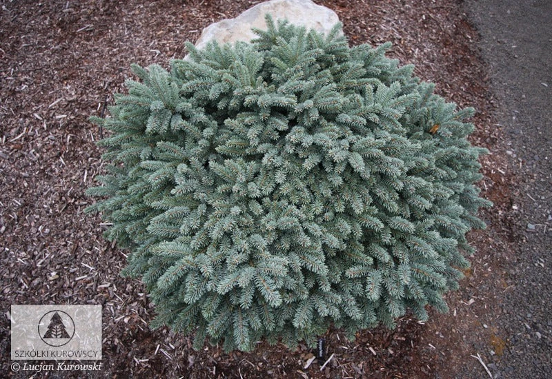 Pandy's Garden Center Spruce - Dwarf Waldbrunn Colorado Nursery 3 Pandy's Garden Center Spruce - Dwarf Waldbrunn Colorado Nursery
