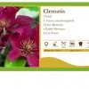 Pandy's Garden Center Perennials Clematis 'Picardy' 2 Pandy's Garden Center Perennials Clematis 'Picardy'