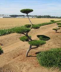 Pandy's Garden Center Nursery Pine - Shore Poodle 3 Pandy's Garden Center Nursery Pine - Shore Poodle