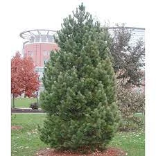 Pandy's Garden Center Pine Swiss Stone Nursery