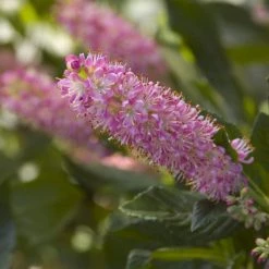 Pandy's Garden Center Nursery Summersweet - Ruby Spice